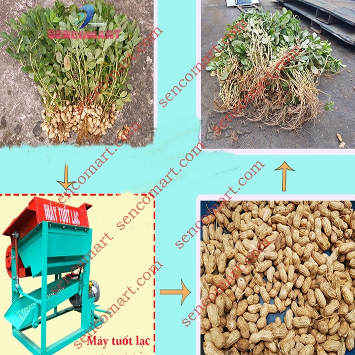 Máy tuốt lạc tươi sạch củ đến 95% chạy điện dân dụng